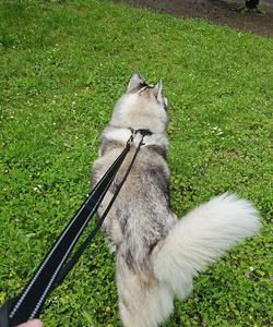 Pet trip
