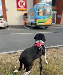 Pet trip