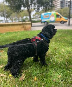 Pet trip