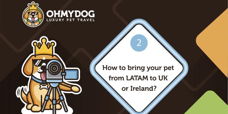 How to transport your pet from South America to the UK or Ireland?
