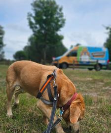 Pet trip