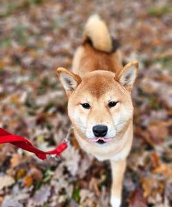 Pet trip