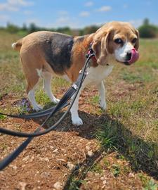 Pet trip
