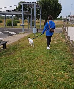 Pet trip