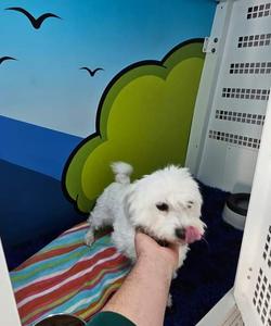 Pet trip
