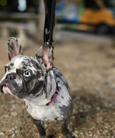 Pet trip