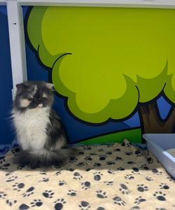 Pet trip