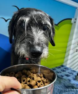 Pet trip