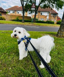Pet trip