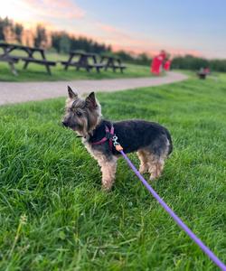 Pet trip